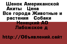 Шенок Американской Акиты › Цена ­ 35 000 - Все города Животные и растения » Собаки   . Ненецкий АО,Лабожское д.